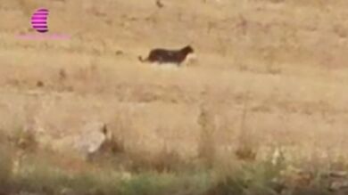 Vecinos de Guadalajara alertan de que un animal de gran tamaño merodea por sus pueblos