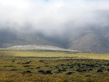 Imagen del Desierto de Atacama con flores Imagen del Desierto de Atacama con flores
