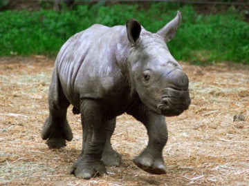 Presentan al primer rinoceronte blanco de Chile 
