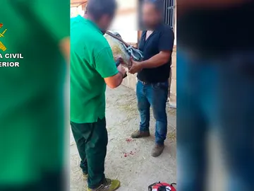 La Guardia Civil interviniendo a los animales en Málaga La Guardia Civil interviniendo a los animales en Málaga