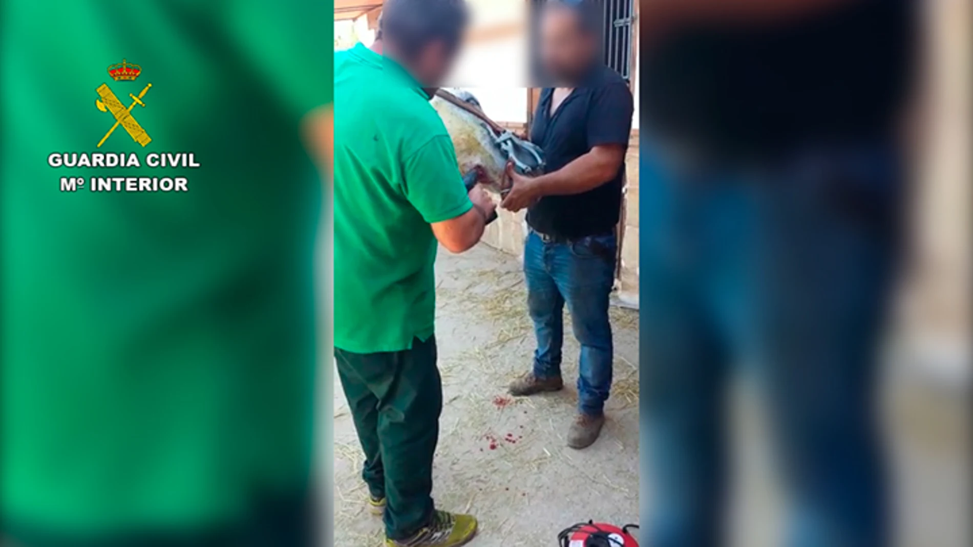La Guardia Civil interviniendo a los animales en Málaga La Guardia Civil interviniendo a los animales en Málaga