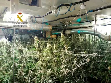 Plantación de marihuana en Ibiza Plantación de marihuana en Ibiza