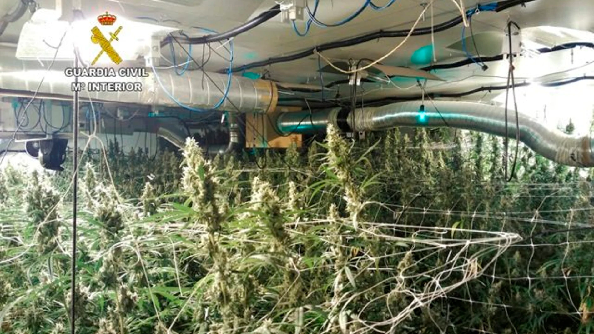 Plantación de marihuana en Ibiza Plantación de marihuana en Ibiza