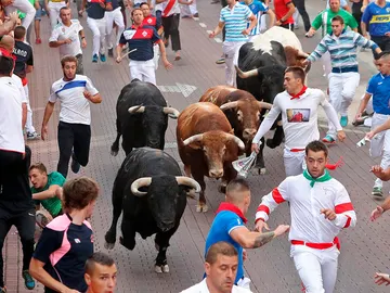 Primer encierro de las fiestas de San Sebastián de los Reyes 2017, con reses de Núñez del Cubillo Primer encierro de las fiestas de San Sebastián de los Reyes 2017, con reses de Núñez del Cubillo