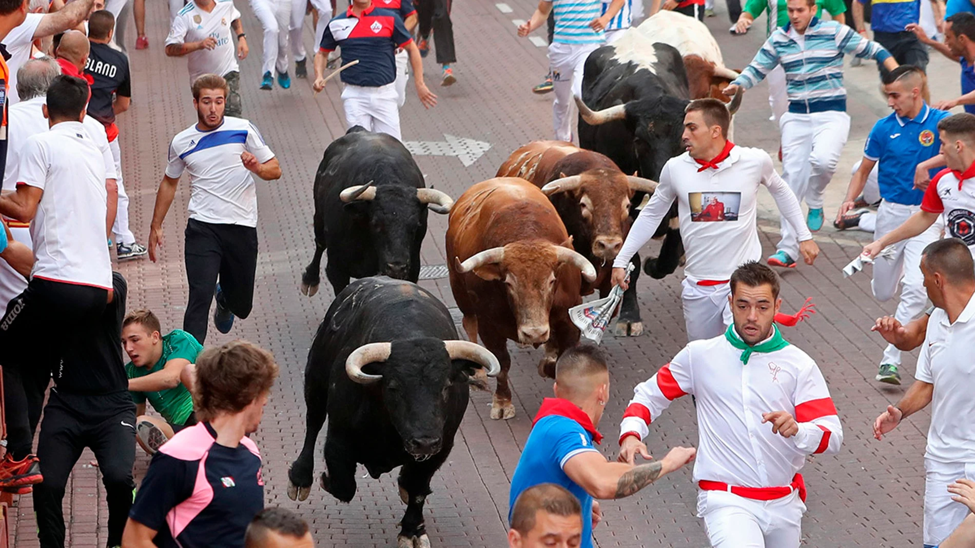 Primer encierro de las fiestas de San Sebastián de los Reyes 2017, con reses de Núñez del Cubillo Primer encierro de las fiestas de San Sebastián de los Reyes 2017, con reses de Núñez del Cubillo