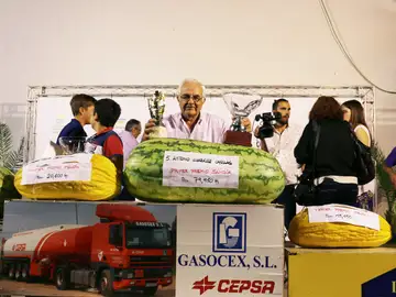 Sandía ganadora del tradicional concurso de San Bartolo, en la localidad pacense de Villanueva de la Serena Sandía ganadora del tradicional concurso de San Bartolo, en la localidad pacense de Villanueva de la Serena