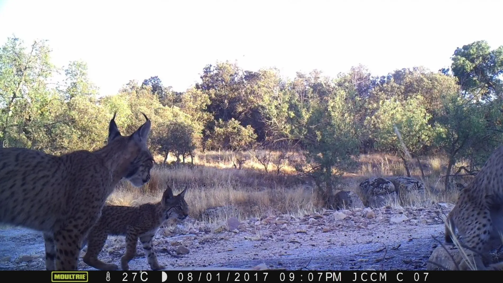 Nacen tres crías de lince ibérico en los Montes de Toledo Nacen tres crías de lince ibérico en los Montes de Toledo