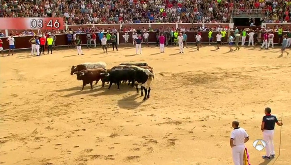 Los toros de Núñez del Cubillo estrenan los encierros de Sanse 2017