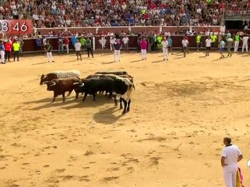 Los toros de Núñez del Cubillo estrenan los encierros de Sanse 2017