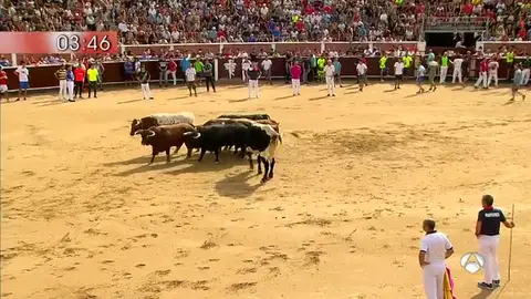 Los toros de Núñez del Cubillo estrenan los encierros de Sanse 2017 Los toros de Núñez del Cubillo estrenan los encierros de Sanse 2017