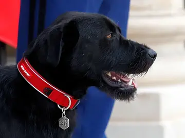 Nemo, el perro de Macron Nemo, el perro de Macron
