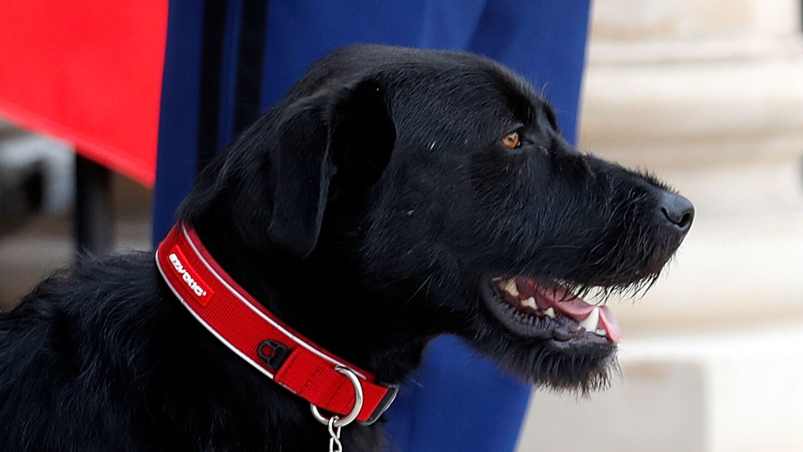 Macron adopta un perro de una protectora de animales y lo llama Nemo