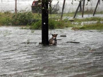 Perro afectado por el huracán