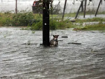 Perro afectado por el huracán Perro afectado por el huracán