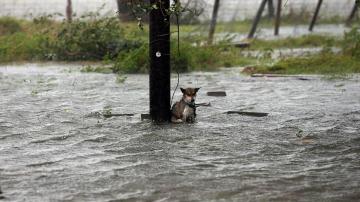 Perro afectado por el huracán
