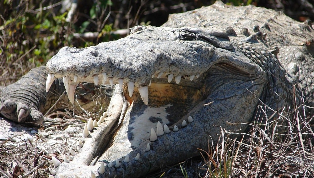 Cocodrilo, imagen de archivo