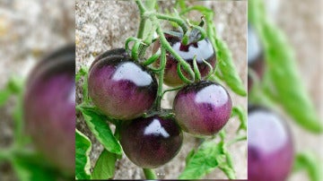 Tomates azules