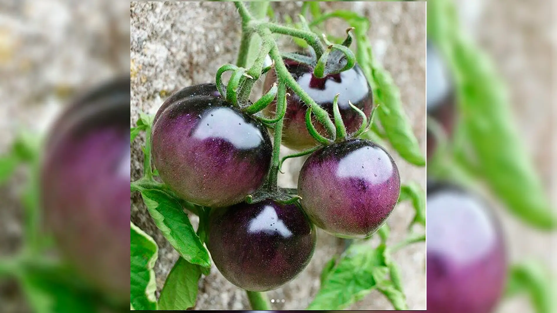 Tomates azules