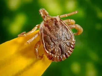 Imagen de una garrapata Imagen de una garrapata