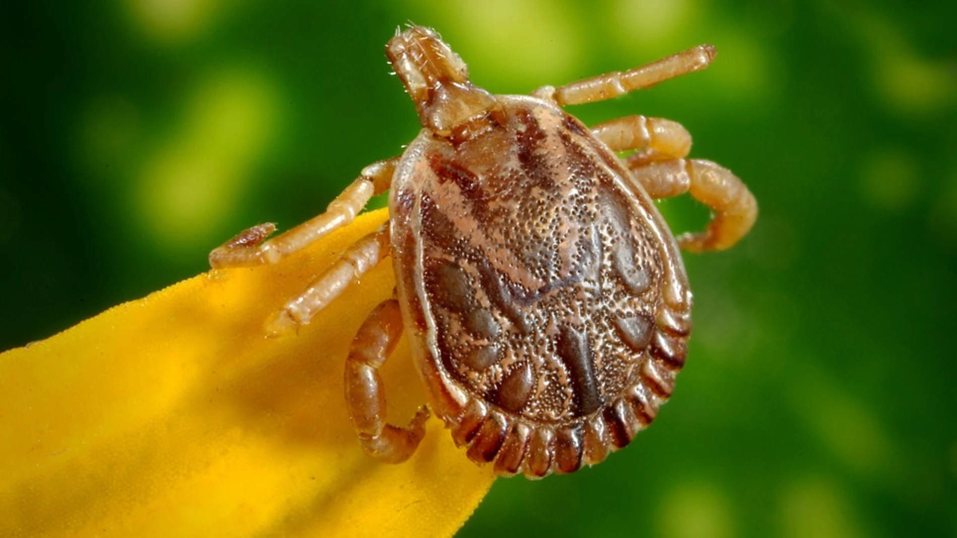 Imagen de una garrapata Imagen de una garrapata