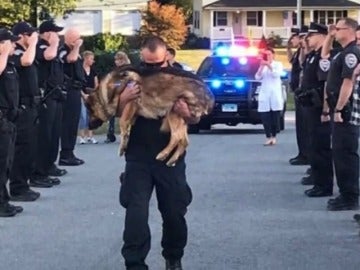 El emotivo homenaje de despedida que recibe un perro policía con cáncer El emotivo homenaje de despedida que recibe un perro policía con cáncer