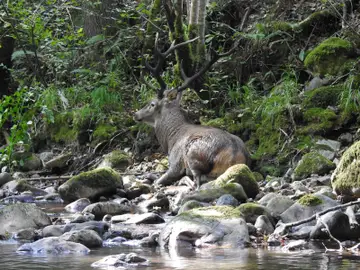 Ejemplar de ciervo macho herido a causa de un disparo en las patas delanteras Ejemplar de ciervo macho herido a causa de un disparo en las patas delanteras