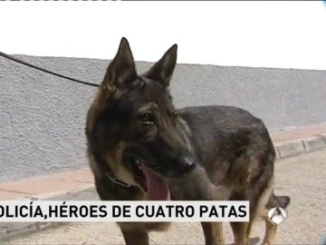 El perro que colaboró en la seguridad de la coronación del Rey, se jubila