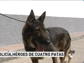 El perro que colaboró en la seguridad de la coronación del Rey, se jubila El perro que colaboró en la seguridad de la coronación del Rey, se jubila