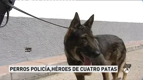 El perro que colaboró en la seguridad de la coronación del Rey, se jubila El perro que colaboró en la seguridad de la coronación del Rey, se jubila