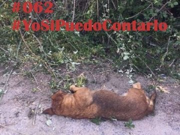Matan a un perro de un tiro en la cabeza en Ávila