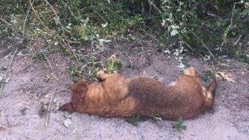 Matan a un perro de un tiro en la cabeza en Ávila