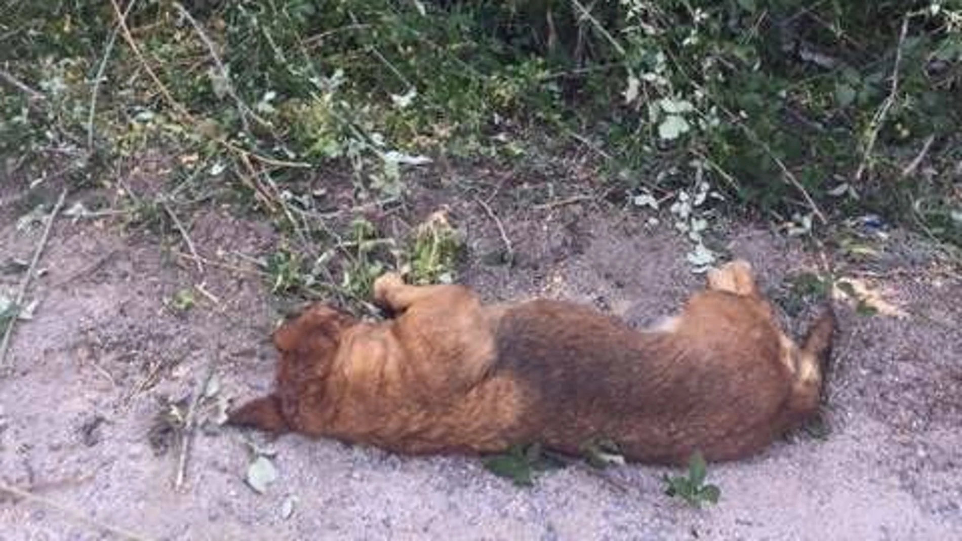 Matan a un perro de un tiro en la cabeza en Ávila Matan a un perro de un tiro en la cabeza en Ávila