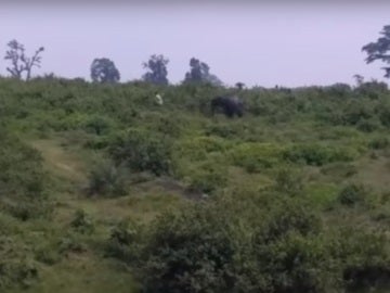 Captura del elefante persiguiendo a un ciudadano indio