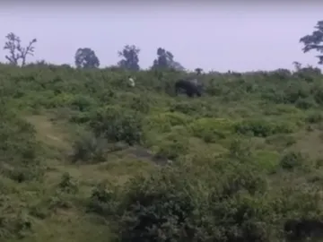 Captura del elefante persiguiendo a un ciudadano indio Captura del elefante persiguiendo a un ciudadano indio