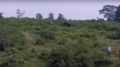Un elefante pisotea hasta la muerte a un hombre indio que intentaba sacarse una foto con él