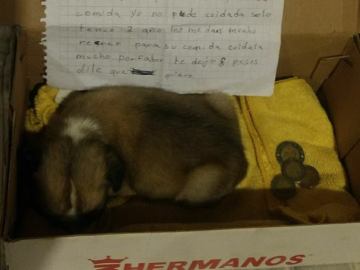 La conmovedora carta de una niña que es obligada a abandonar a su perro