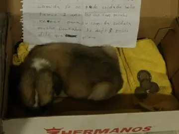 La conmovedora carta de una niña que es obligada a abandonar a su perro La conmovedora carta de una niña que es obligada a abandonar a su perro