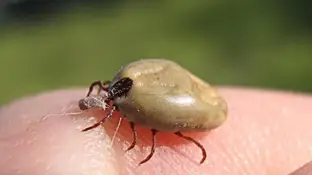 Garrapata Garrapata