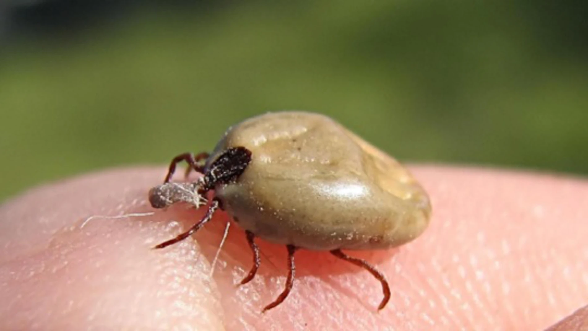 Garrapata Garrapata