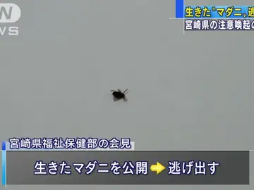 Captura del vídeo que muestra a la garrapata que escapó Captura del vídeo que muestra a la garrapata que escapó