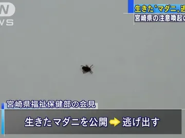 Captura del vídeo que muestra a la garrapata que escapó Captura del vídeo que muestra a la garrapata que escapó