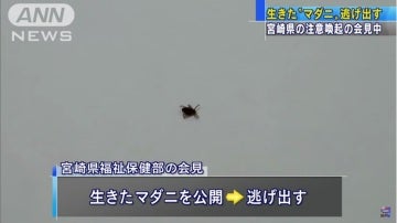 Captura del vídeo que muestra a la garrapata que escapó