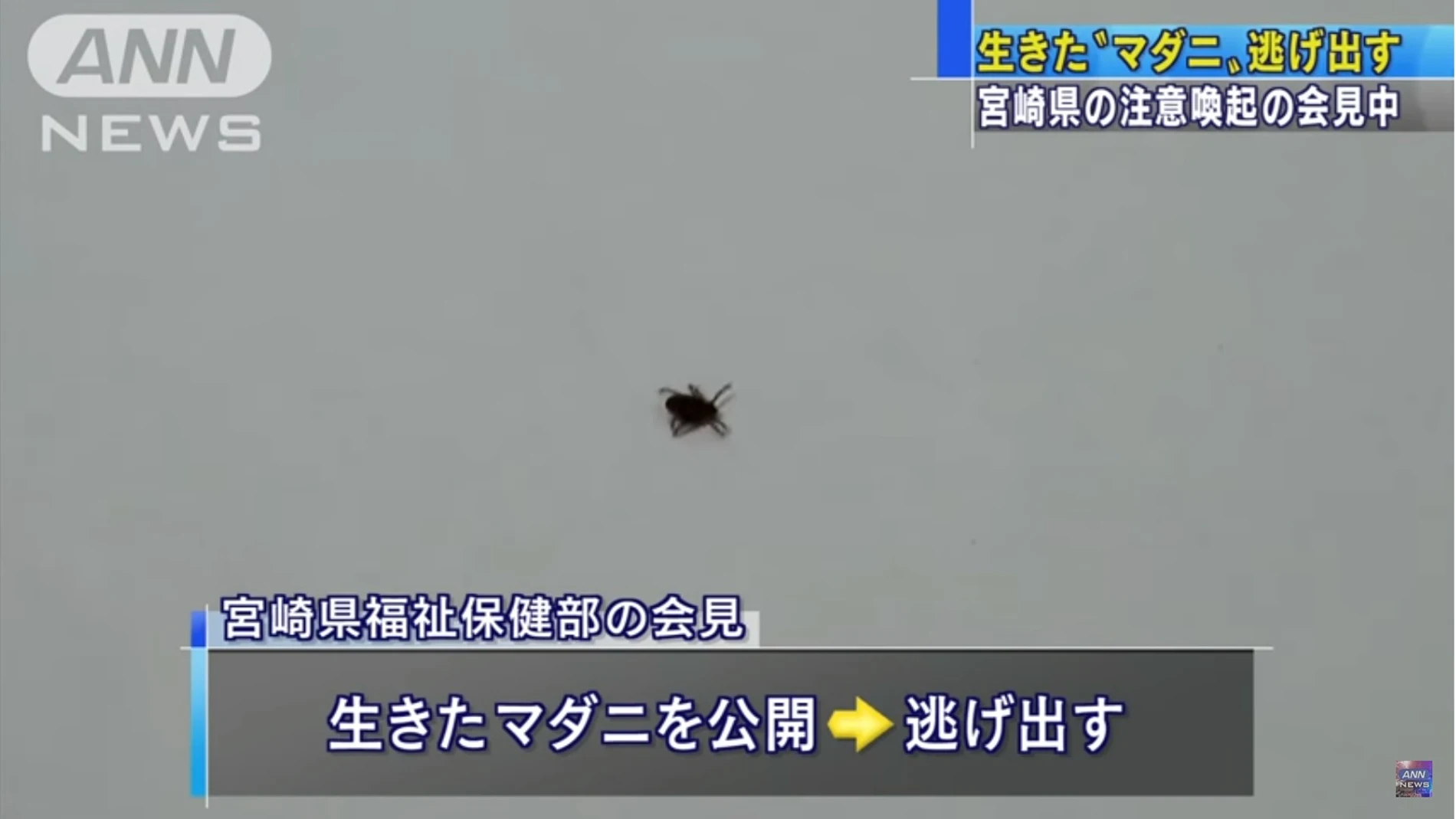 Captura del vídeo que muestra a la garrapata que escapó Captura del vídeo que muestra a la garrapata que escapó