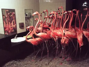 Los flamencos en el servicio de hombres Los flamencos en el servicio de hombres