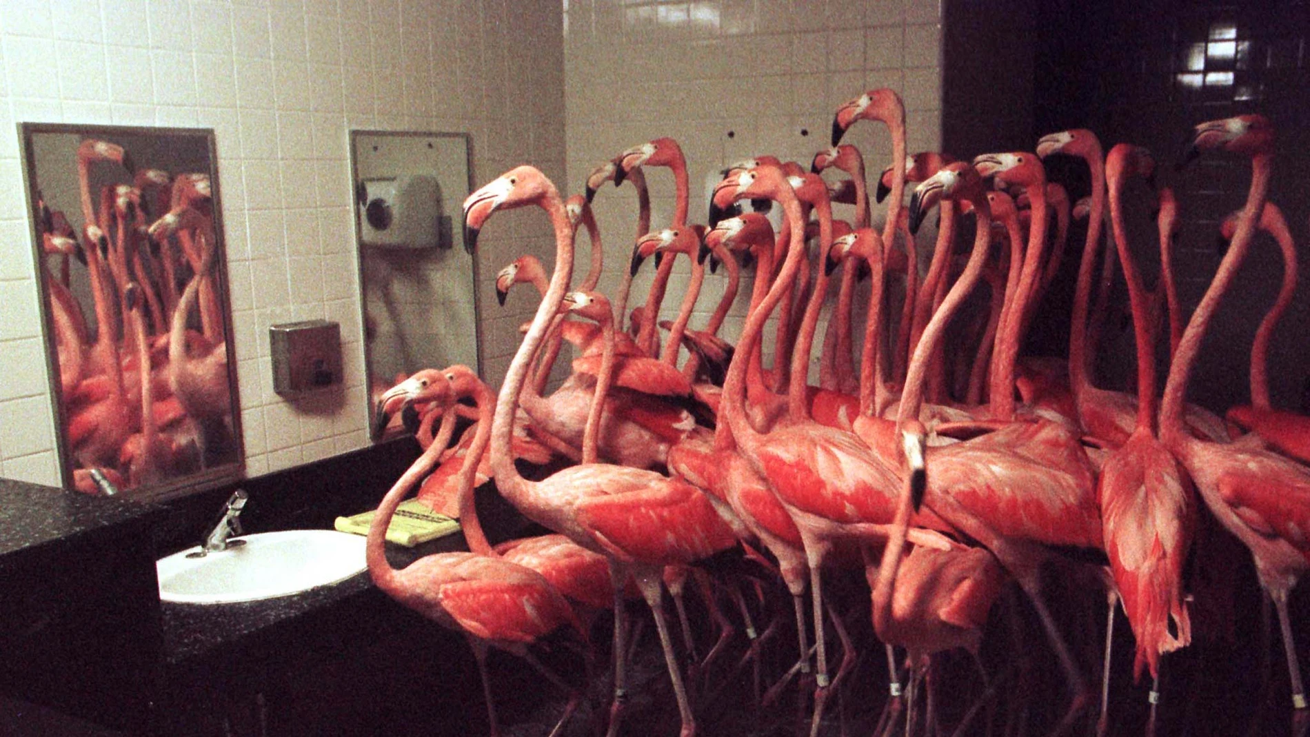 Los flamencos en el servicio de hombres Los flamencos en el servicio de hombres