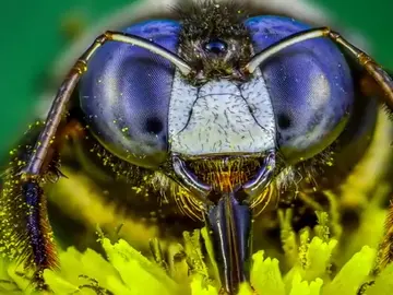 Insectos, como nunca los has visto gracias a la macrofotografía extrema Insectos, como nunca los has visto gracias a la macrofotografía extrema