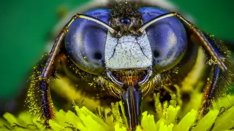 Insectos, como nunca los has visto gracias a la macrofotografía extrema Insectos, como nunca los has visto gracias a la macrofotografía extrema