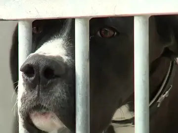 Perrera de la Comunidad de Madrid Perrera de la Comunidad de Madrid