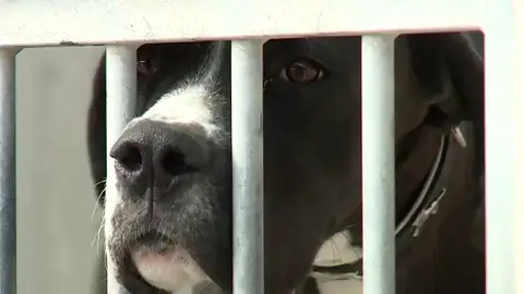 Perrera de la Comunidad de Madrid Perrera de la Comunidad de Madrid