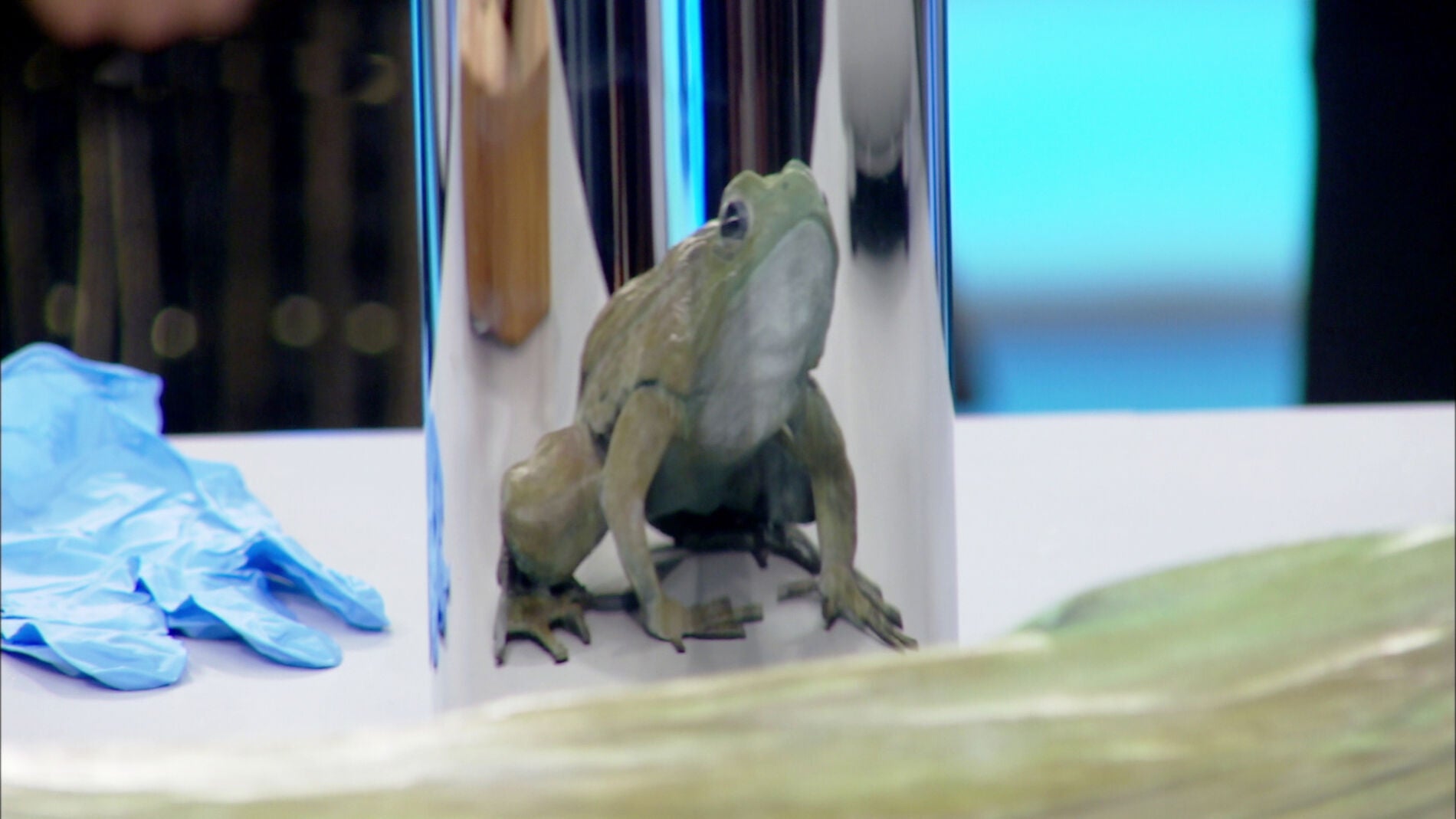 Descubre qu&eacute; es el anamorfismo y para qu&eacute; se utiliza